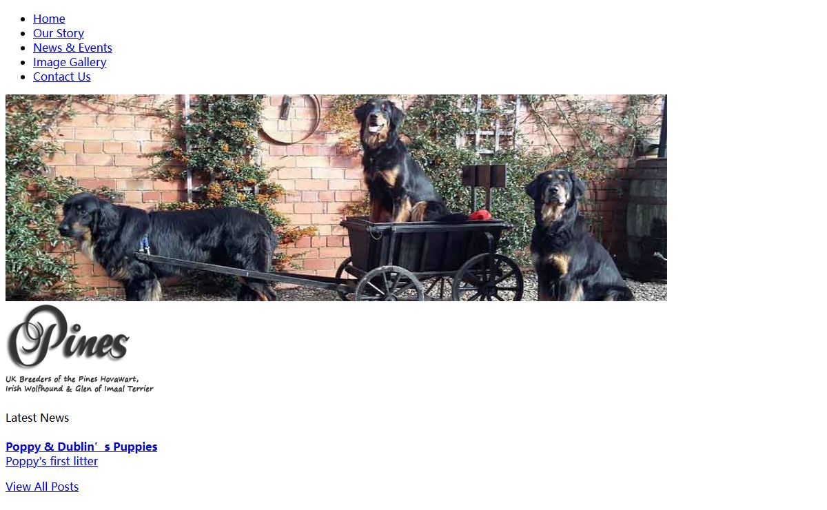 Pines Hovawarts - Breeders of the Pines Hovawart, Irish Wolfhound and Glen of Imaal Terrier