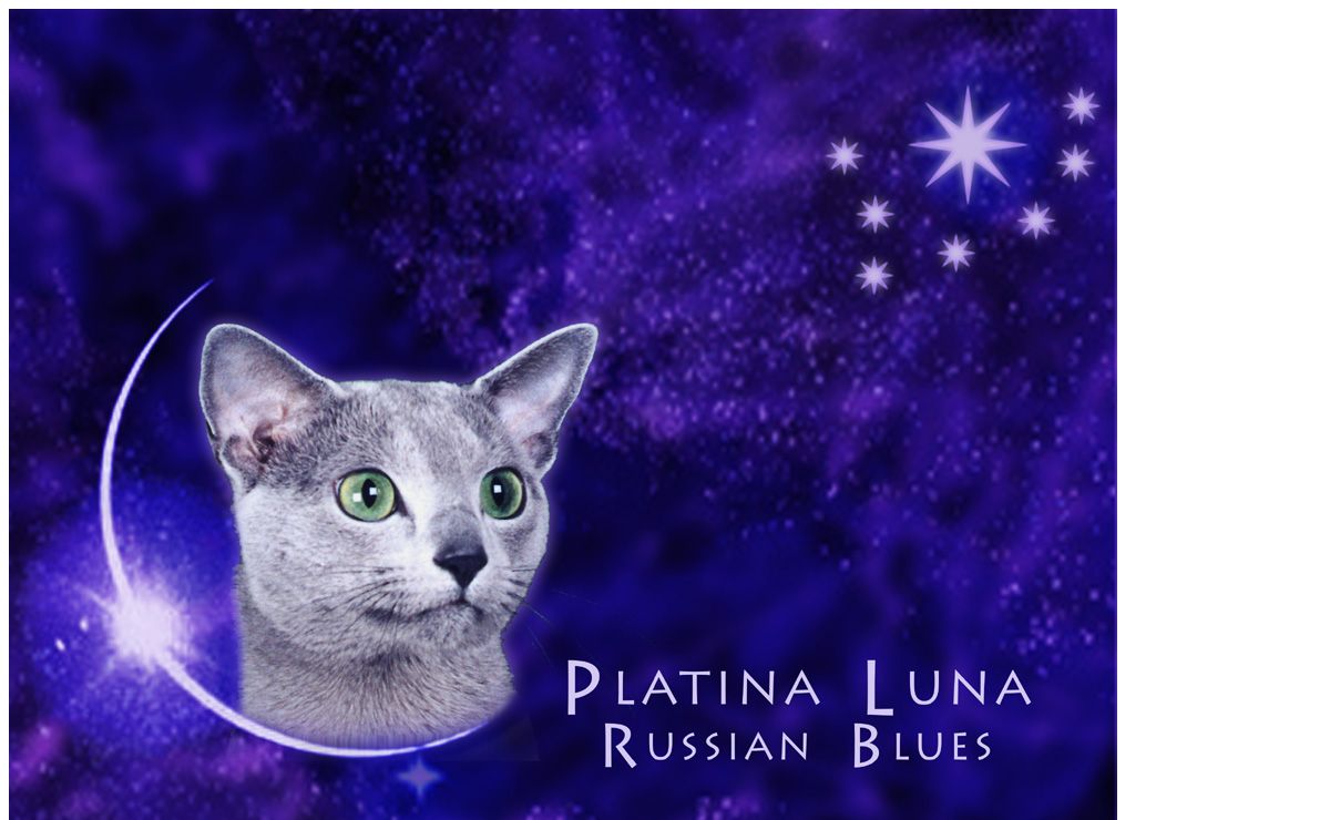 Platina Luna Russian Blues