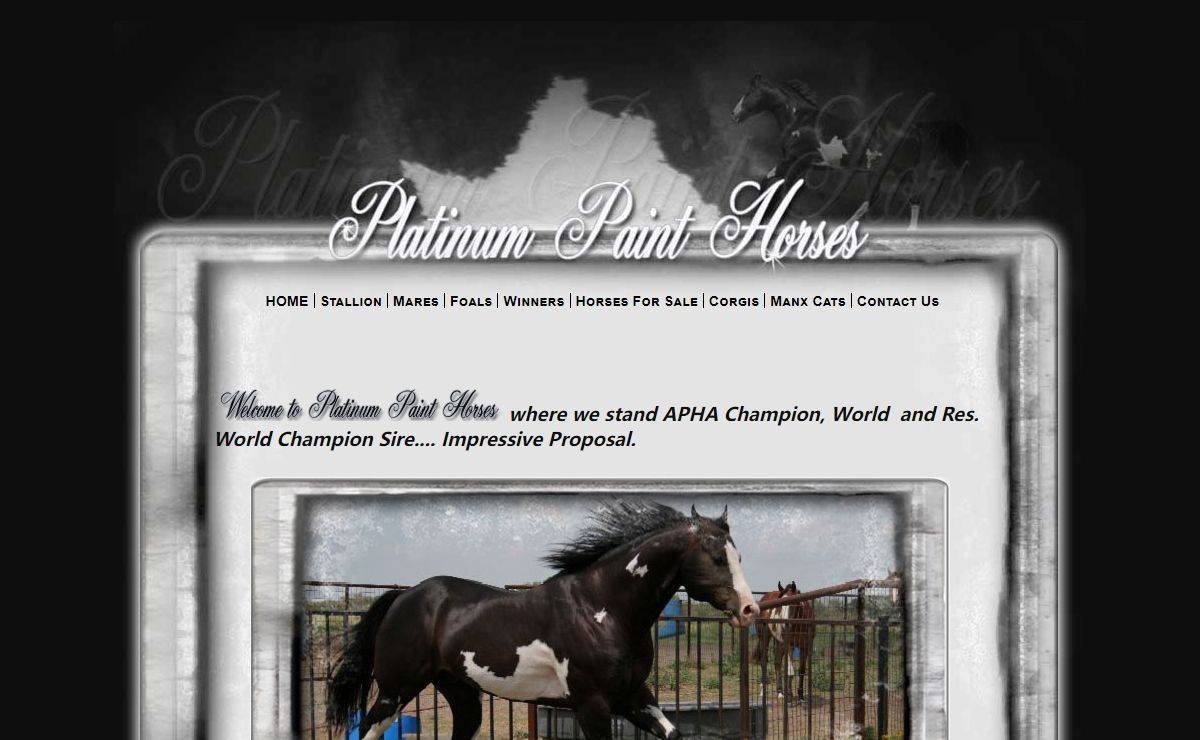 Welcome to Platinum Paint Horses