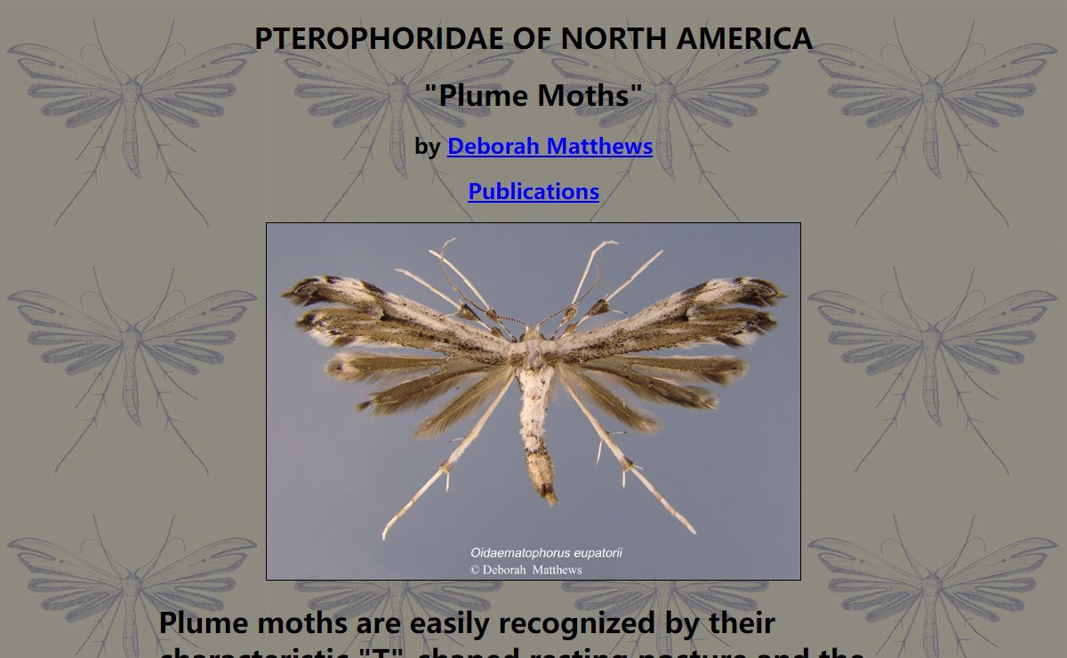 PLUME MOTH PTEROPHORIDAE OF NORTH AMERICA PTEROPHORID MOTHS