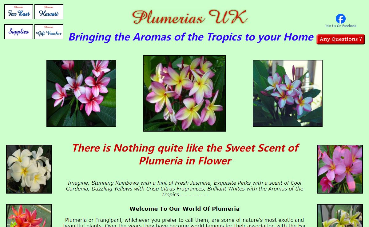 Plumeria UK exotic tropical flowers and plants from Hawaii