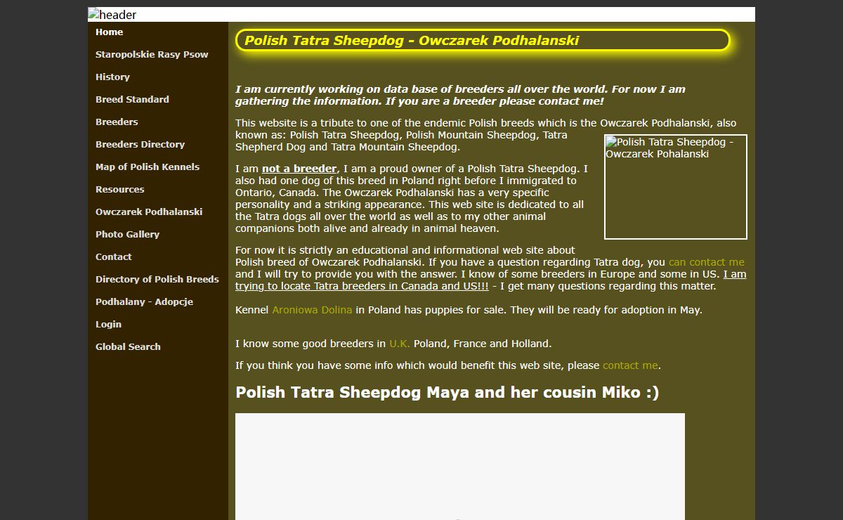 Polish Tatra Sheepdog