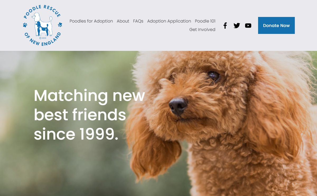 Poodle Rescue of New England