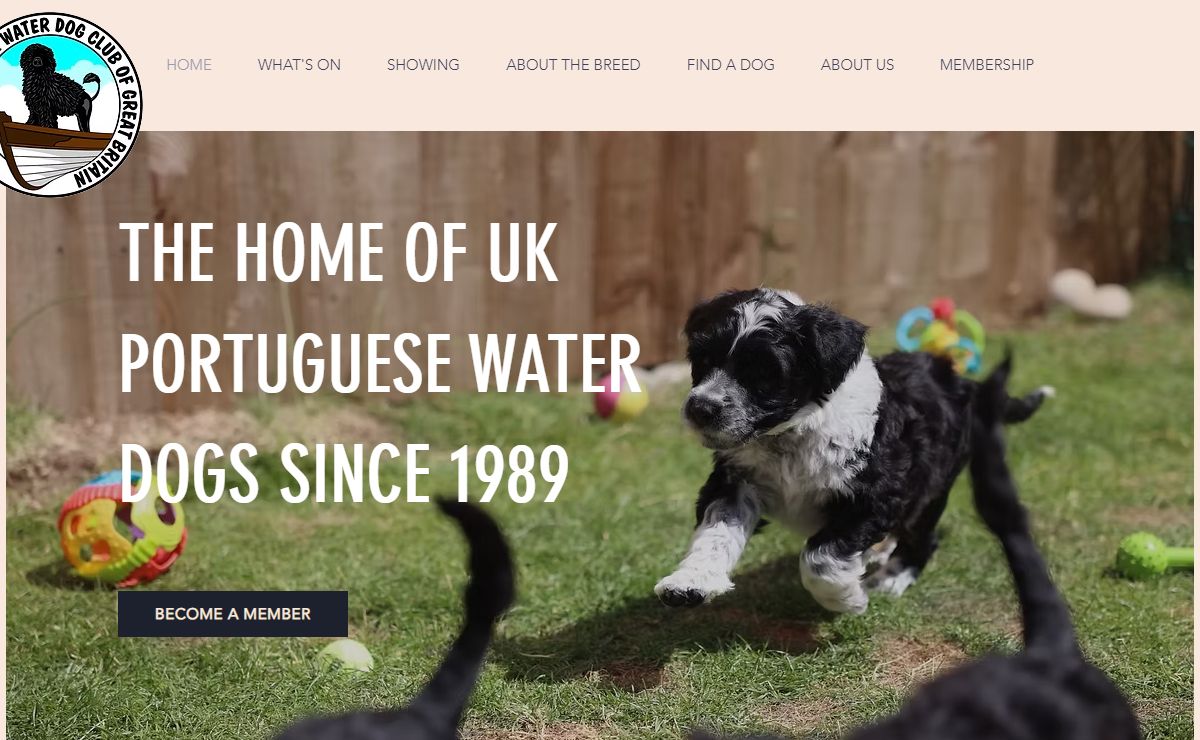 Portuguese Water Dog Club of Great Britain | portuguese water dog