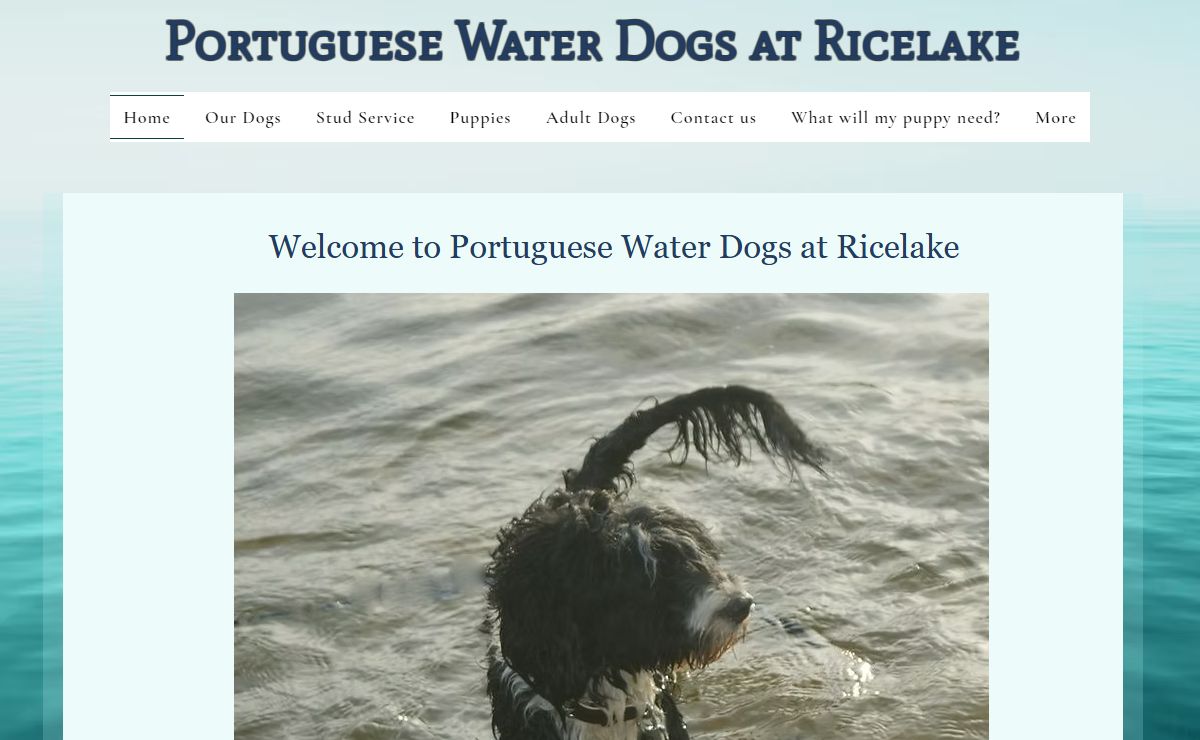 Portuguese Water Dogs at Ricelake | portuguese water dog pups | Campbellford, ON, Canada