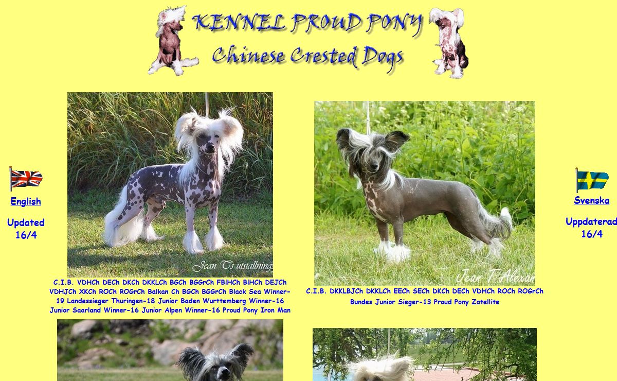 Proud Pony Chinese Cresteds