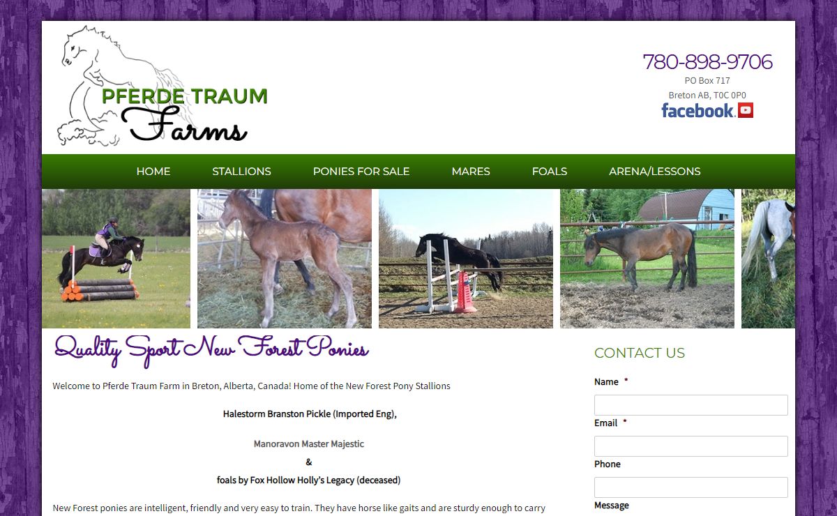 Home of the New Forest Pony Stallions | Pferde Traum Farm