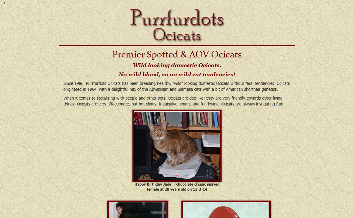 Ocicat Breeder: Domestic Spotted Ocicats & Kittens for Sale | Purrfurdots Ocicats