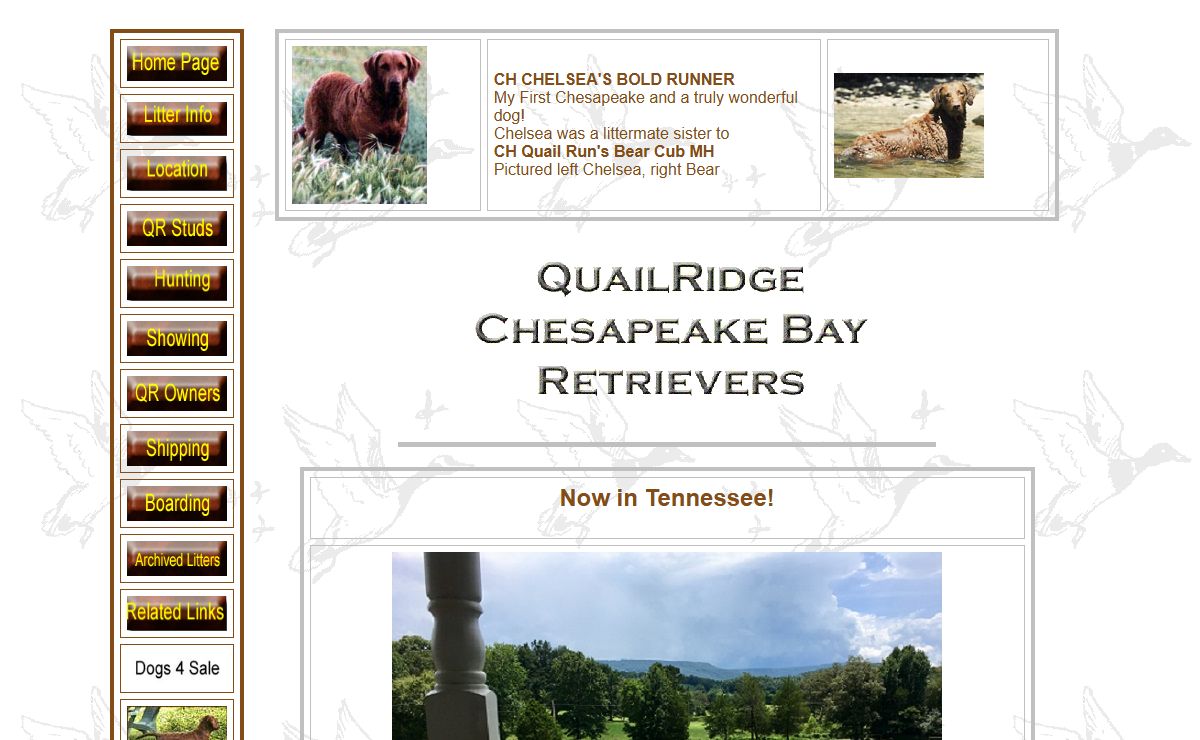 chesapeake bay retriever puppies for sale, chesapeake bay retriever breeders, dogs