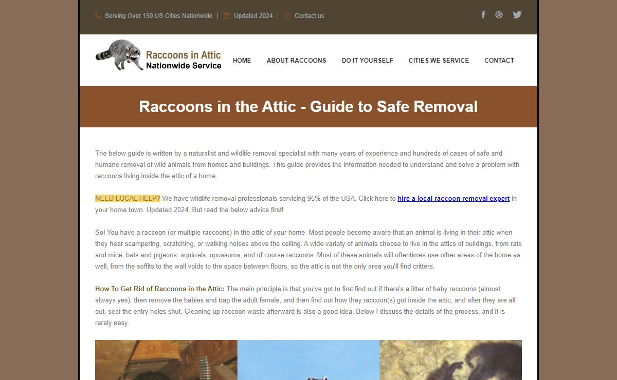 Raccoons in the Attic - Guide To Humane Raccoon Removal