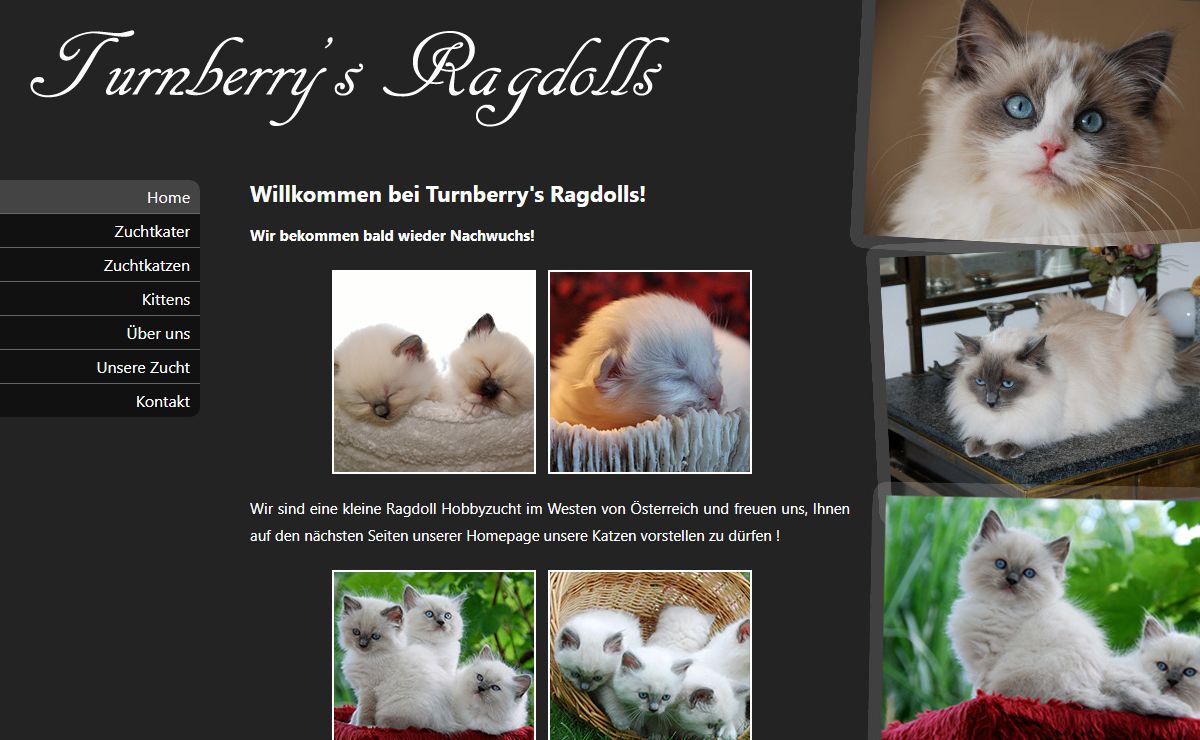 Ragdoll-Katzen Tirol - Turnberry's Ragdolls