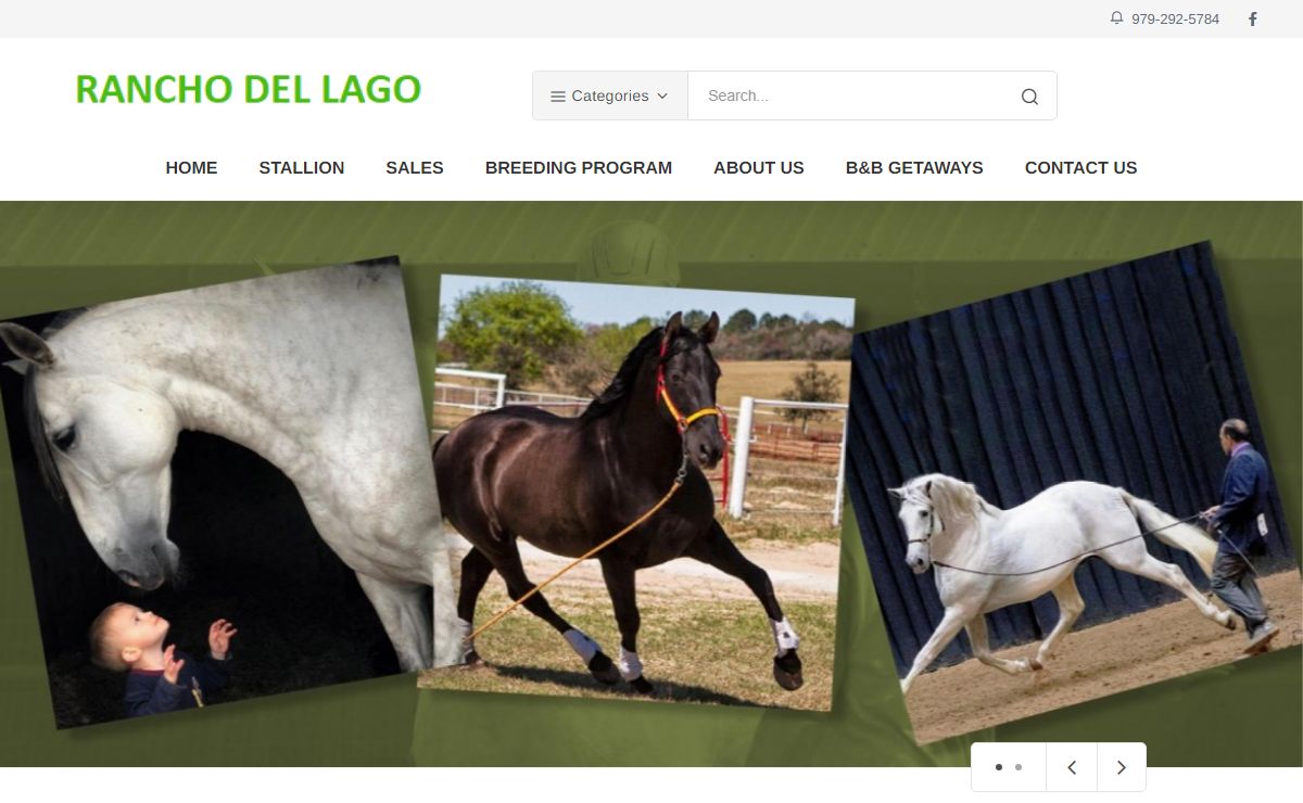 Horse for sale in McDade |