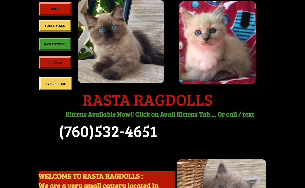 Rasta Ragdolls, TICA registered ragdoll kittens for sale,