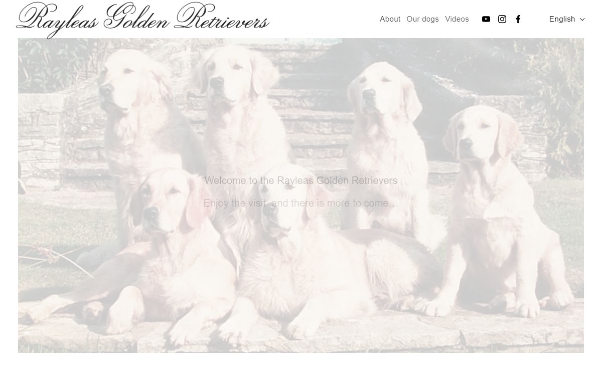 Rayleas Golden Retrievers - Home