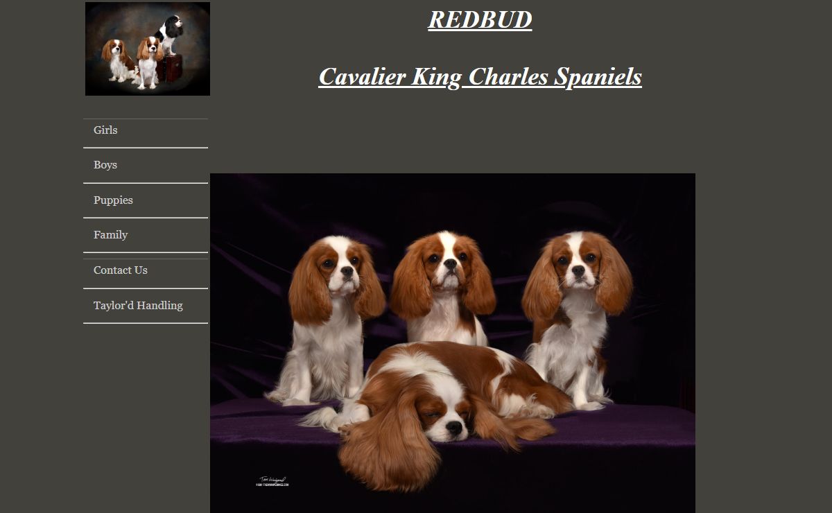 Redbud Cavalier King Charles Spaniel home page