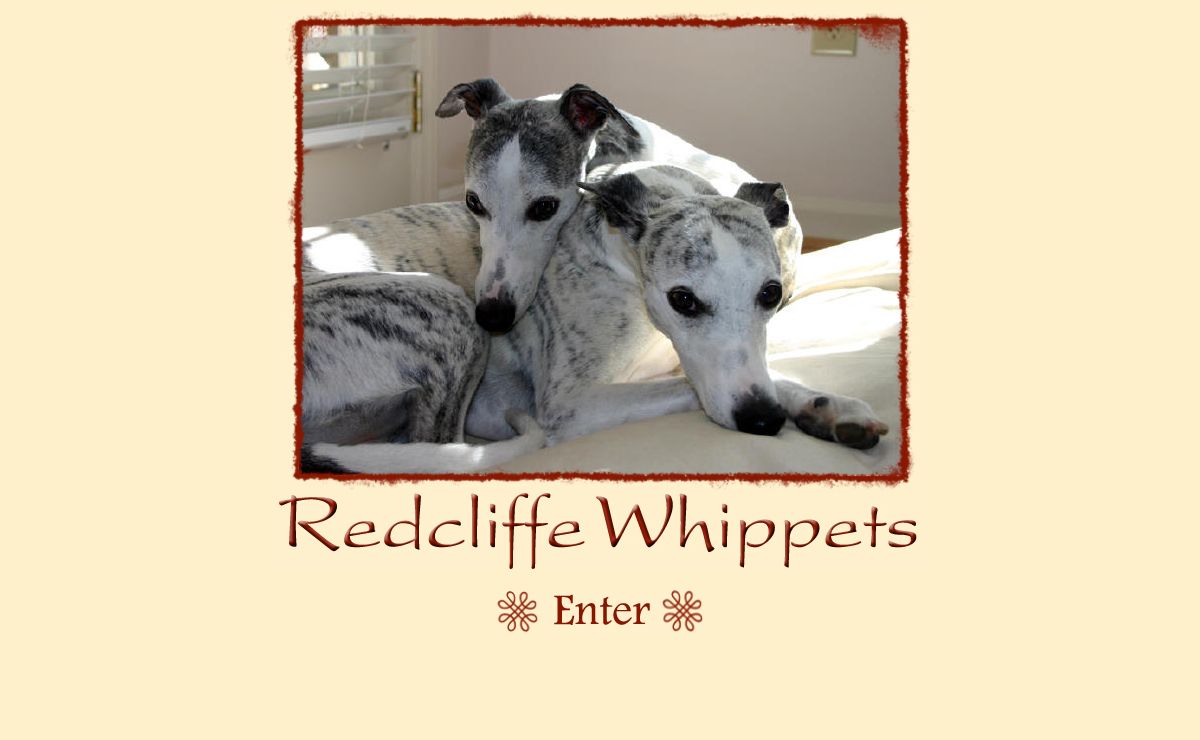 Redcliffe Whippets