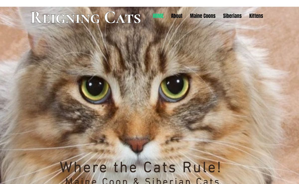 Reigning Cats | Maine Coon & Siberian Cattery | Florida