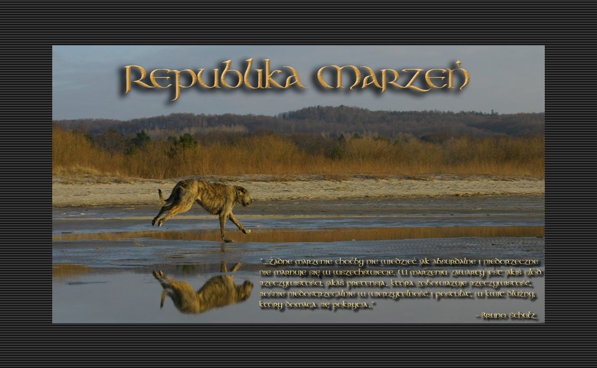 ...::: Republika Marzeń - hodowla psów rasy wilczarz irlandzki :::...