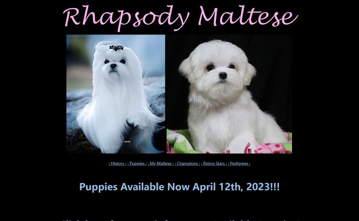 Rhapsody Maltese and Professional Handling