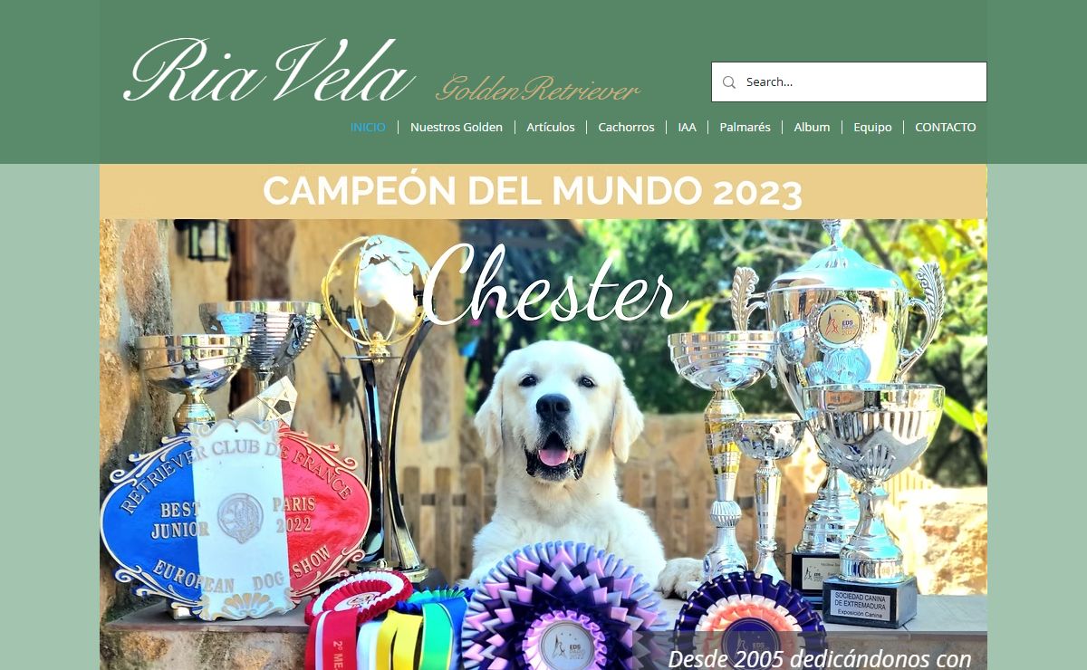 Golden Retriever | Ria Vela