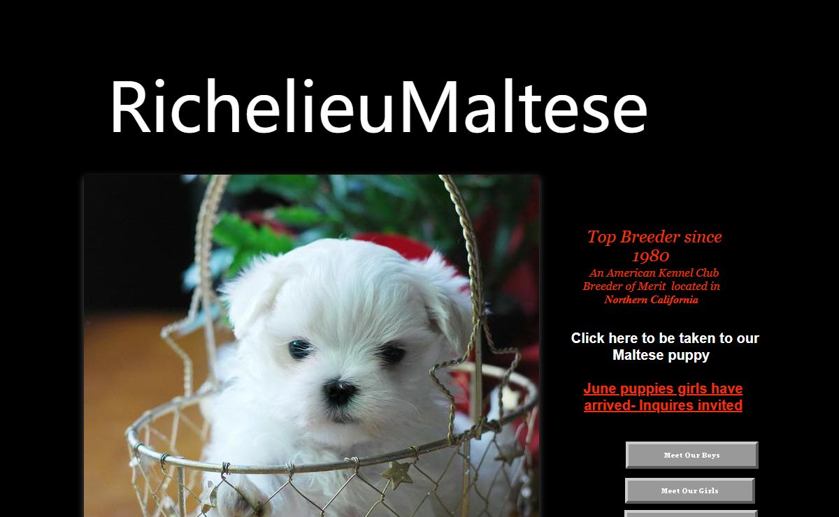 Richelieu Maltese AKC Maltese Puppie Maltese Breeder San Francisco, California
