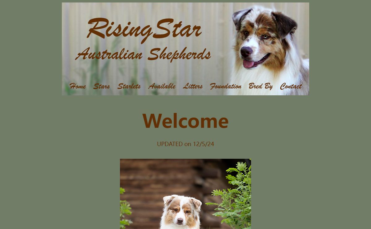 RisingStar Australian Shepherds