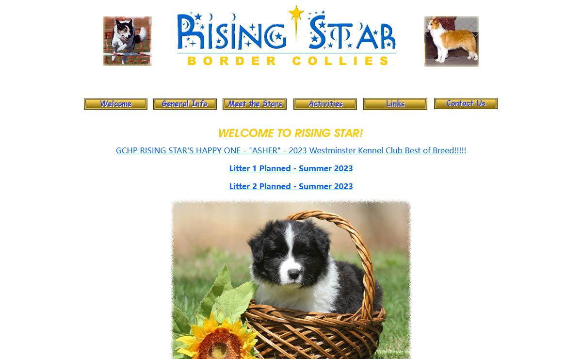 Rising Star Border Collies -- East Granby, CT