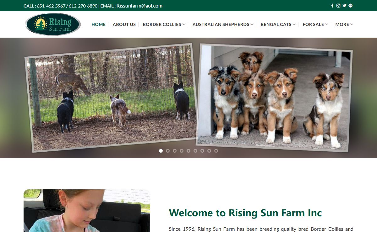 Border Collies, Australian Shepherds, Bengal Cats, Breeder of Merit