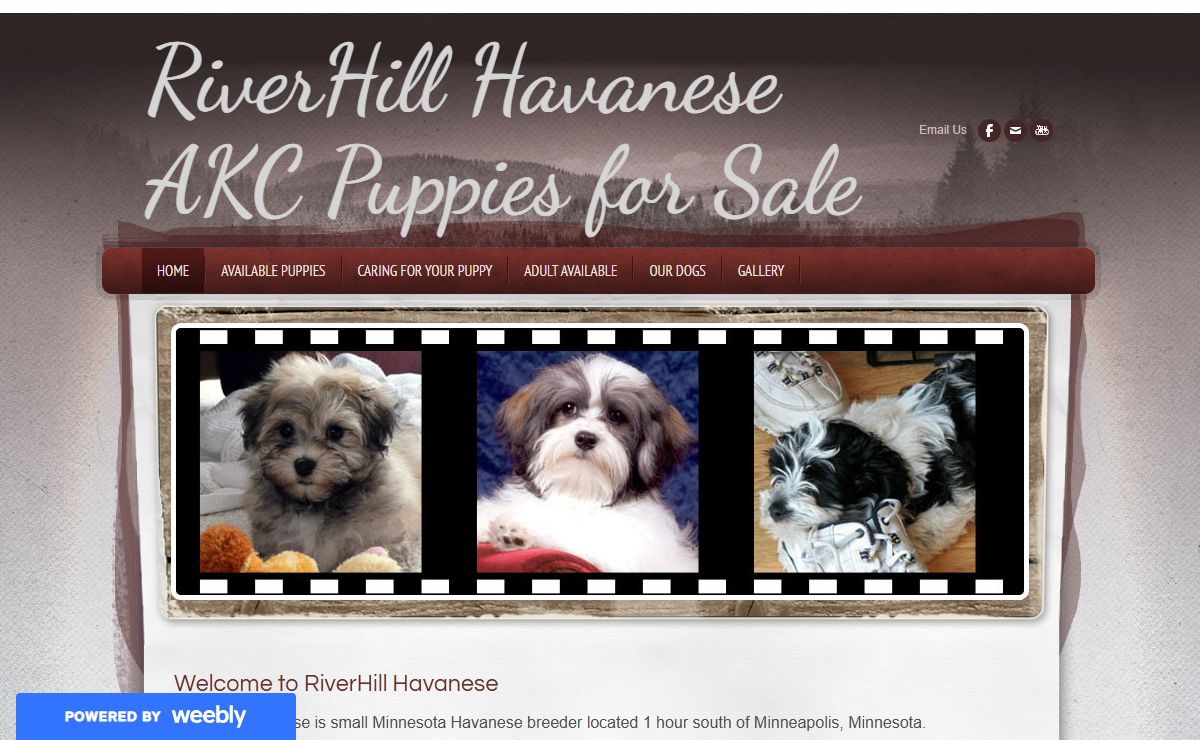 RiverHill Havanese AKC Puppies for Sale - RiverHill Havanese Breeder | Havanese puppies Minnesota | AKC Registered