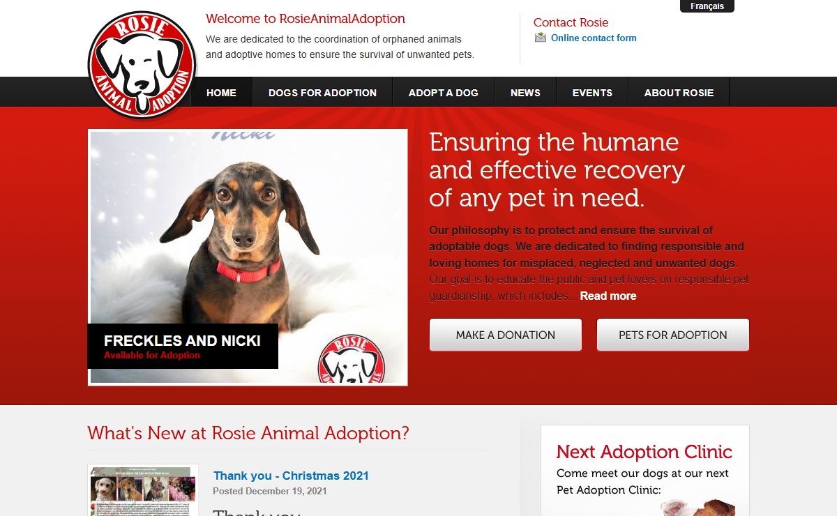 Dogs and Puppies Adoption and Non-Profit Rescue Group from Montreal and Quebec Region - Rosie Animal Adoption