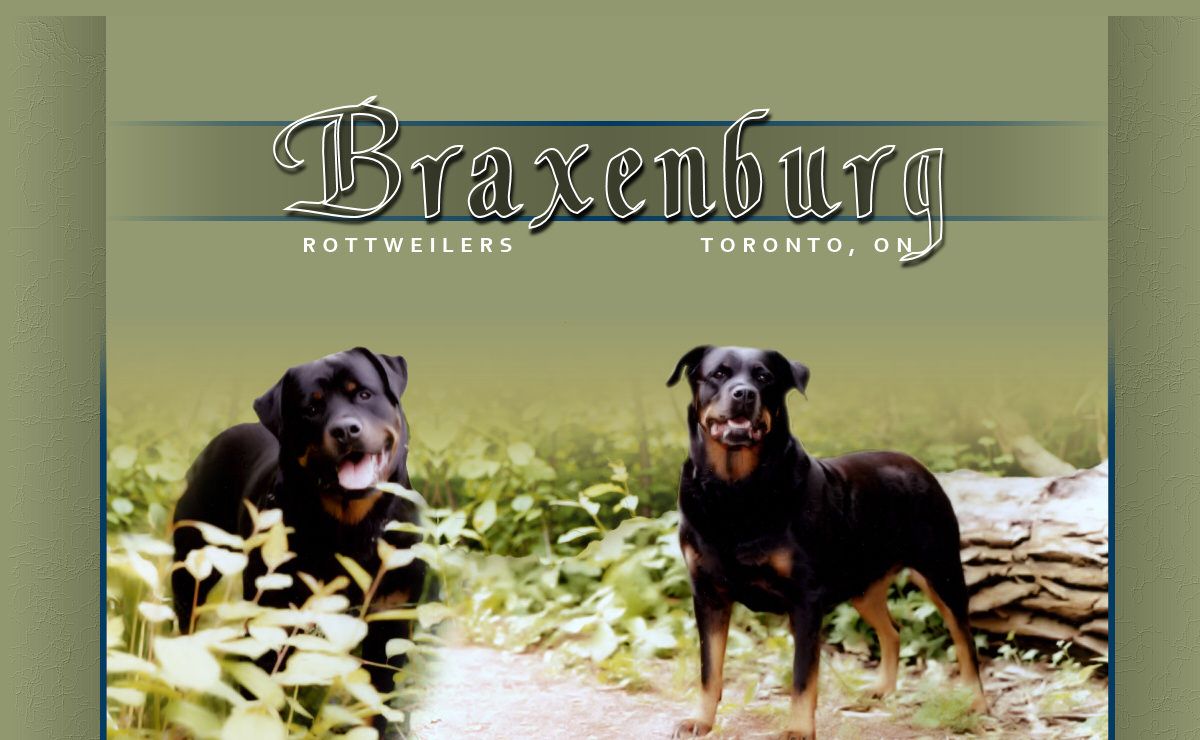Braxenburg Rottweilers: Puppies, Toronto, Canada