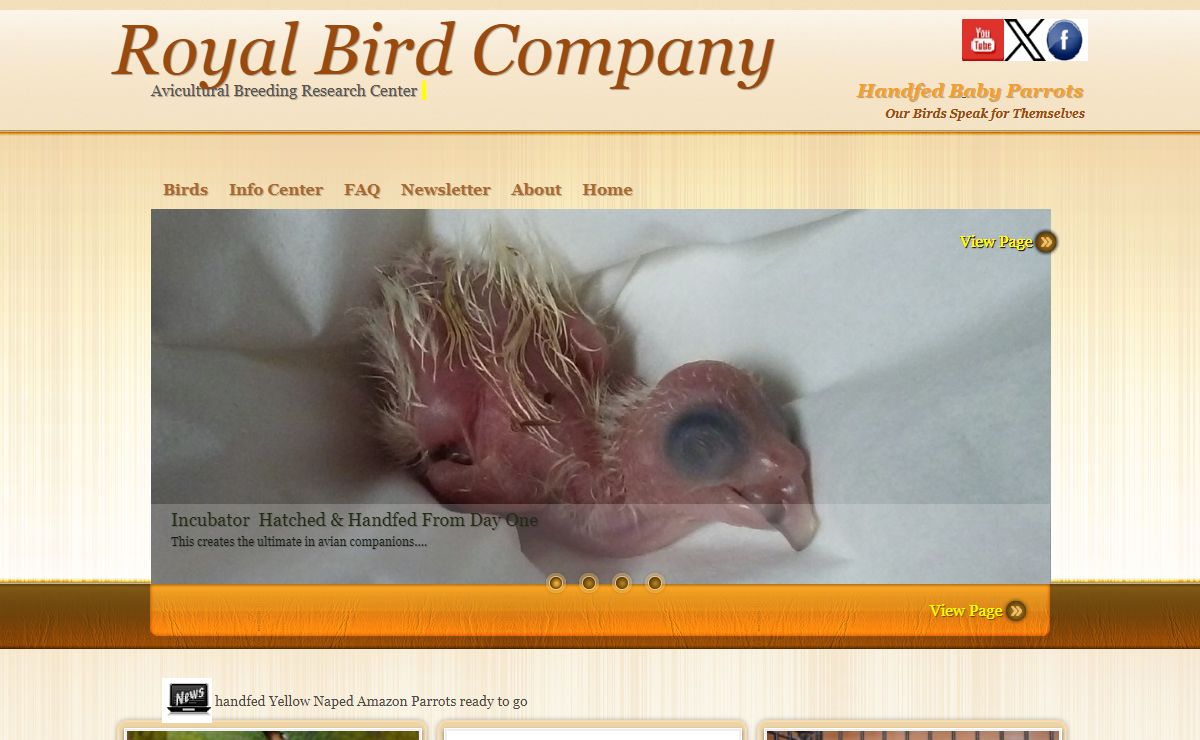 Baby Parrots Birds,bird breeder,yellow nape amazon parrot,hand fed baby african grey parrot,yellow naped amazon parrot,baby cockatoos,yellow nape,baby macaws