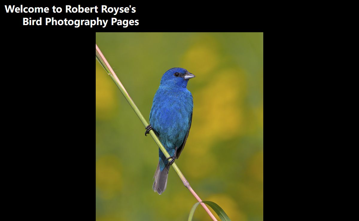 Robert Royse's Bird Photography