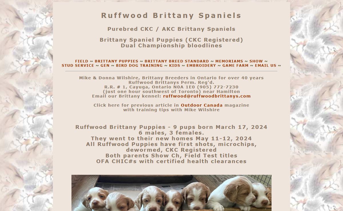 Brittany Spaniel; Brittany Breeders Ontario Ruffwood Brittanys