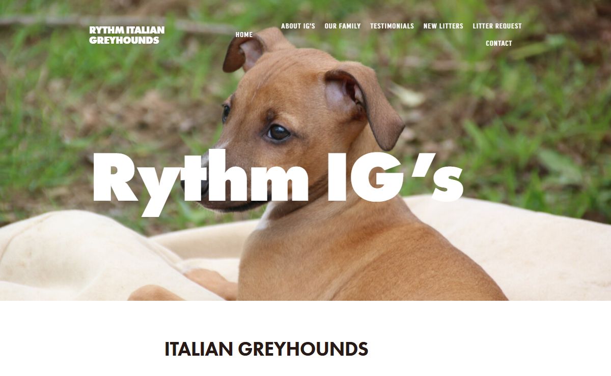RYTHM ITALIAN GREYHOUNDS
