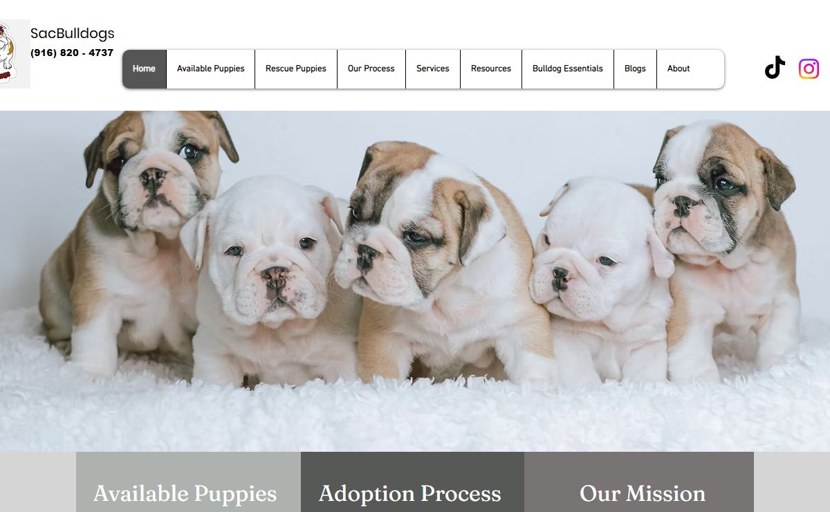 Home | SacBulldogs | English Bulldog Puppies adoption in Sacramento, California