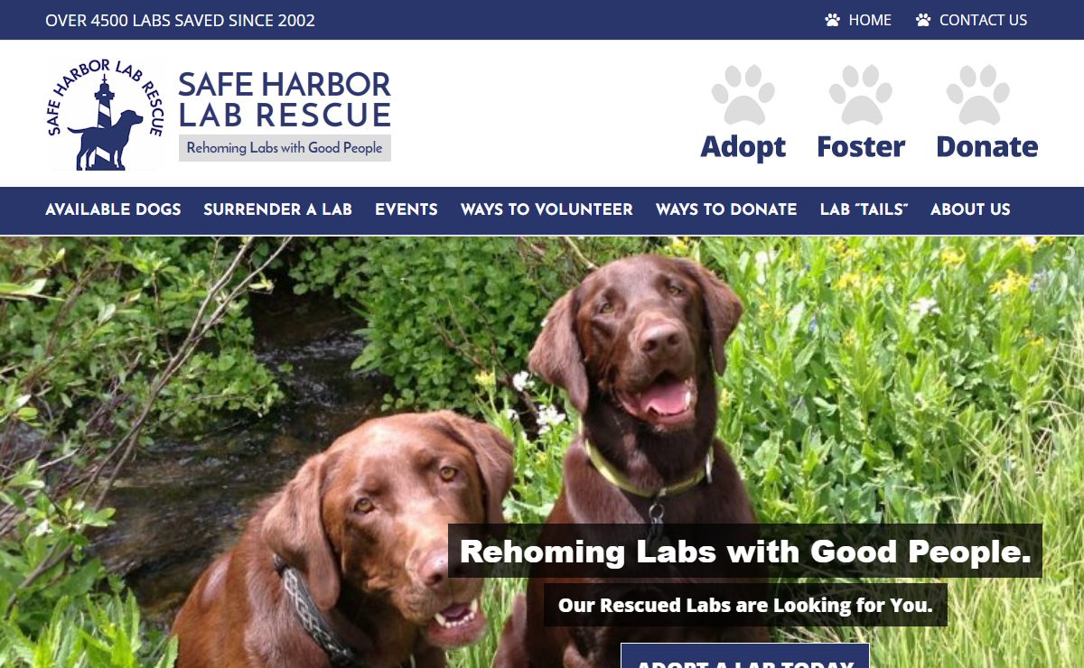 Safe Harbor Lab Rescue | Rehoming Labs with Good People | Denver