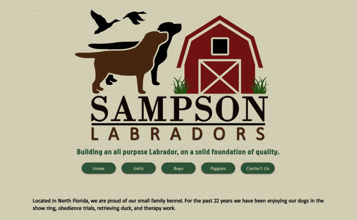 Labrador Breeder Florida | Sampson Labradors