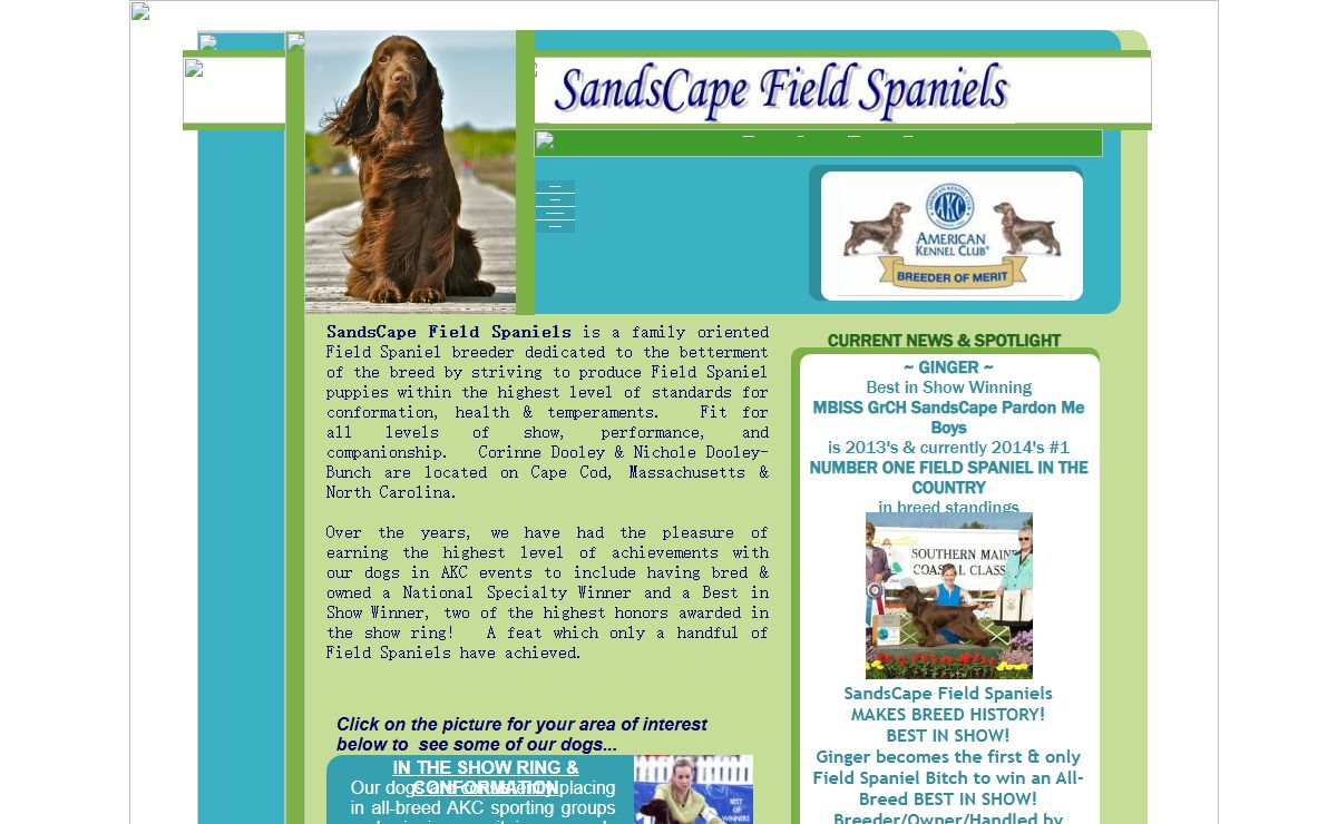 SandsCape Field Spaniels Breeder of AKC Champion Field Spaniel Puppies