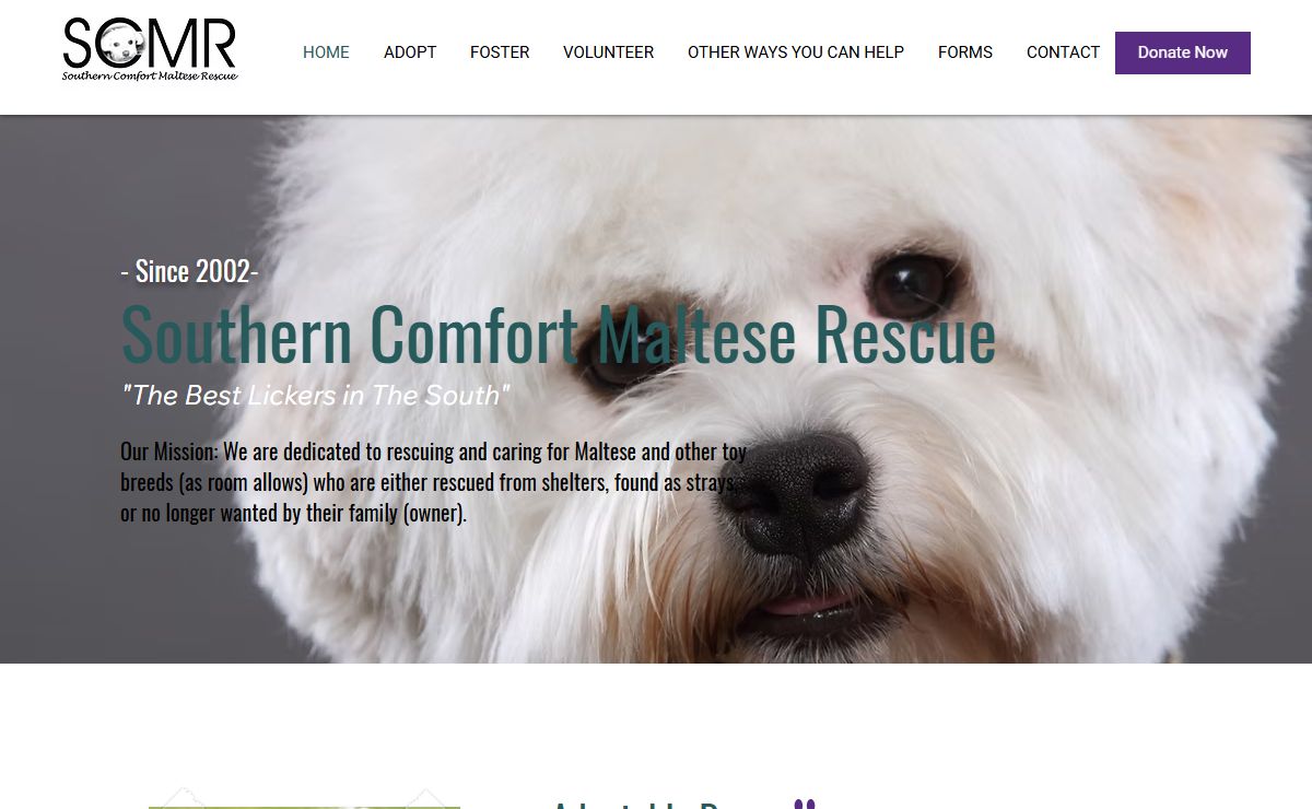 Southern Comfort Maltese Rescue | dog rescue