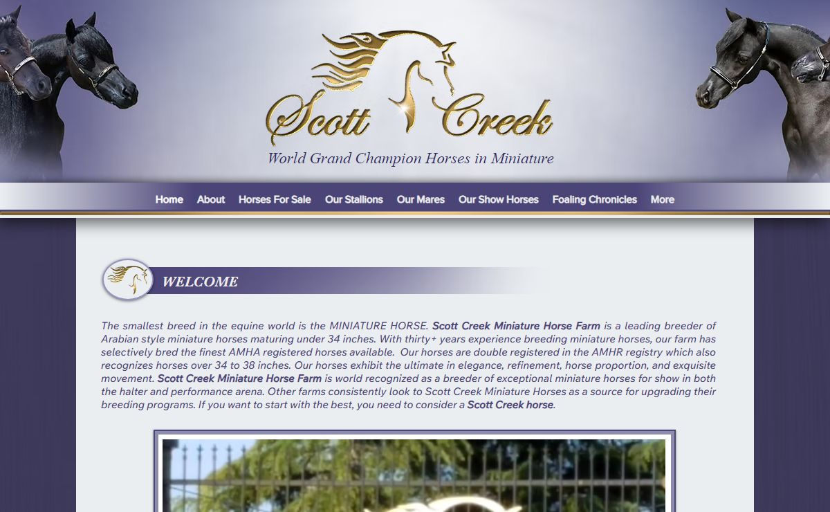 Arabian Mini Horses & Miniature Show Horses for Sale at Scott Creek Farm