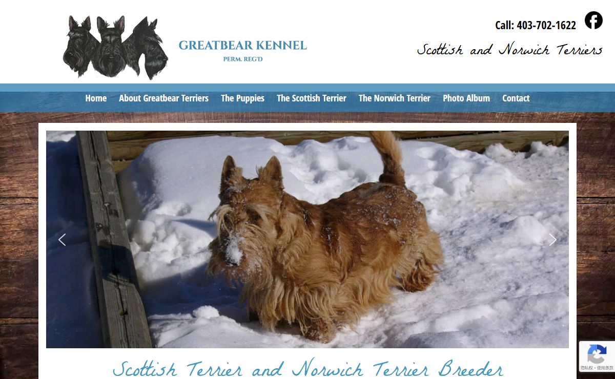 Scottish Terrier - Norwich Terrier Puppies - Greatbear Kennel AB