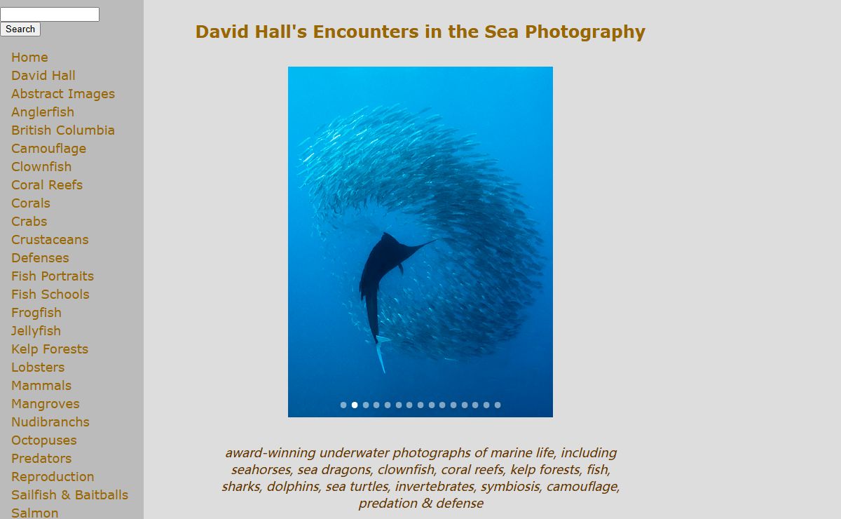 Underwater photography of seahorses, sea dragons, clownfish, coral reefs, fish & invertebrates by David Hall