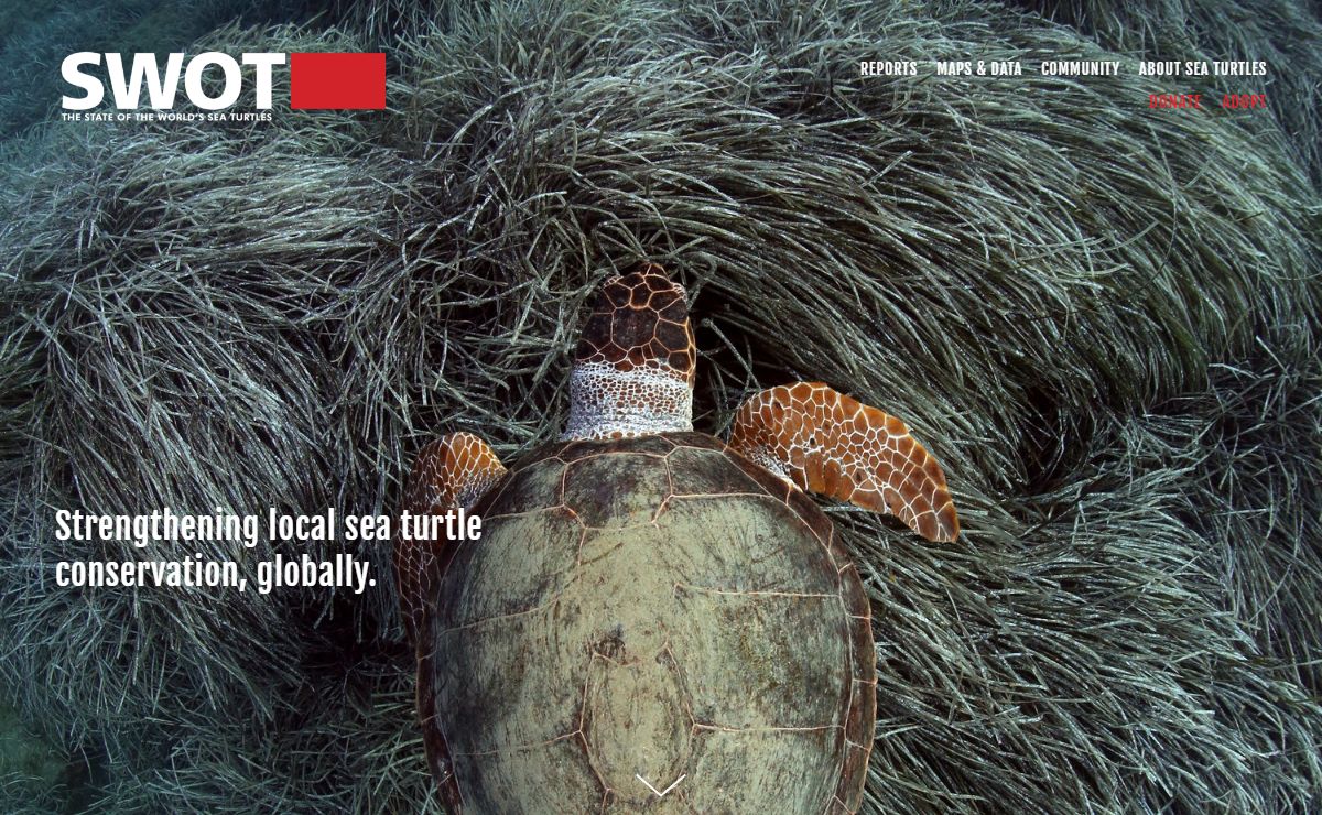The State of the World's Sea Turtles | SWOT