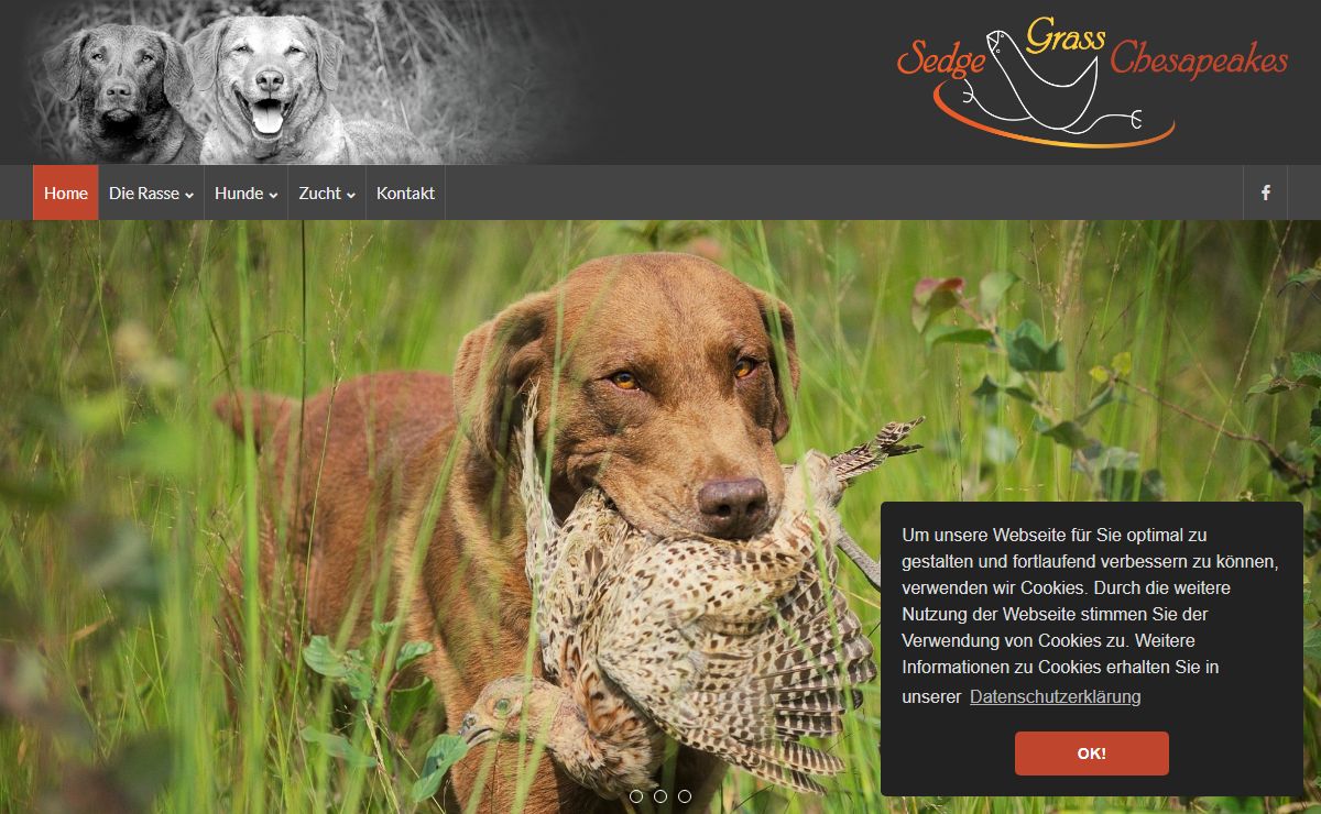 Chesapeake Bay Retriever Zucht in Süddeutschland