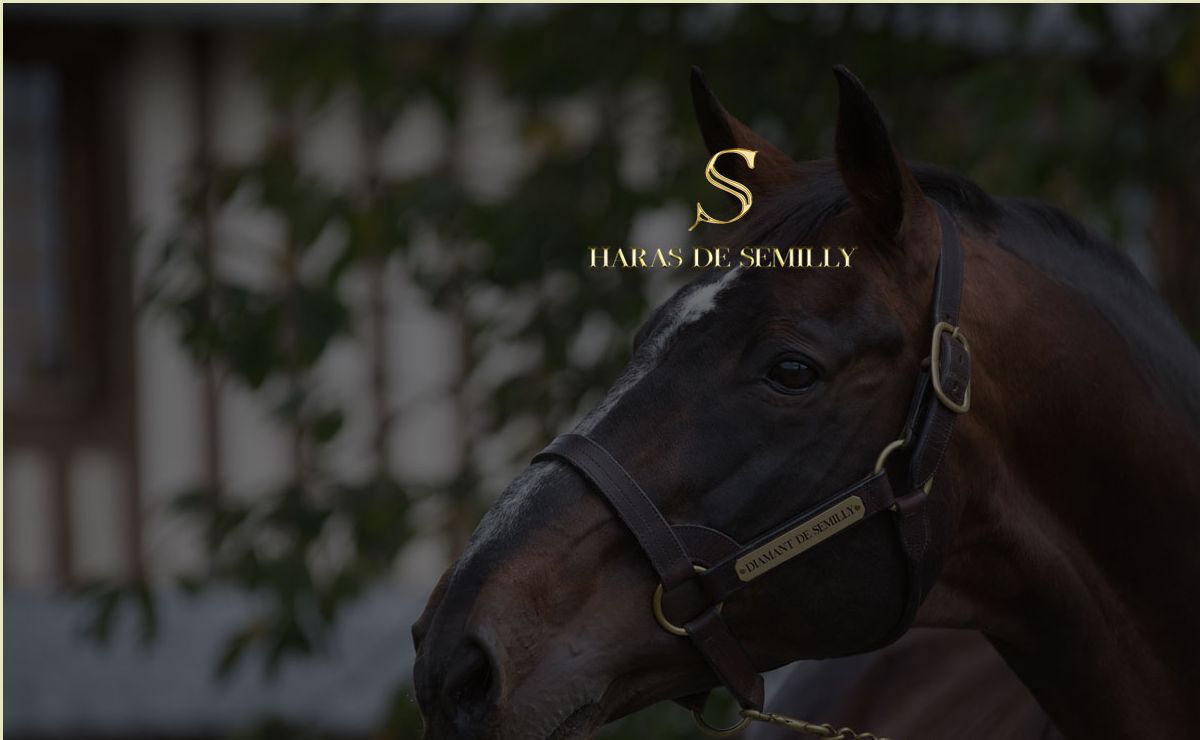 Haras de Couvains & Semilly Elevage de chevaux de sport de renommée internationale les SEMILLY