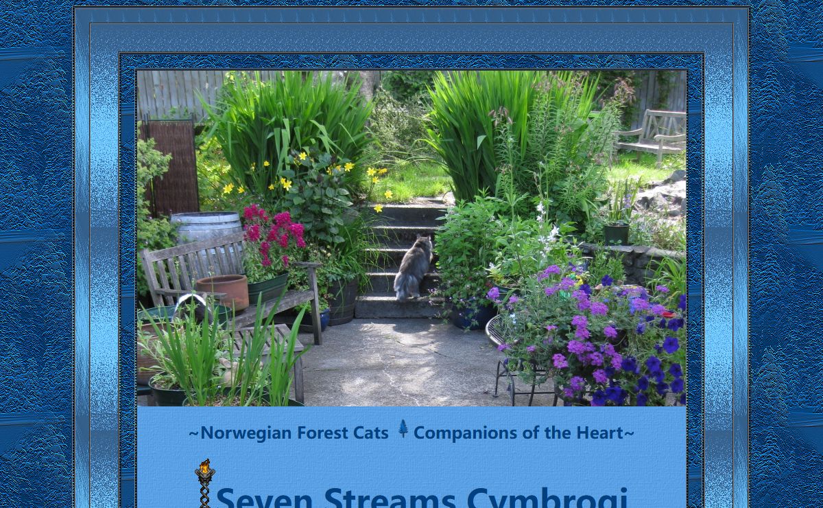 Seven Streams Cymbrogi...Norwegian Forest Cat Companions of the Heart.