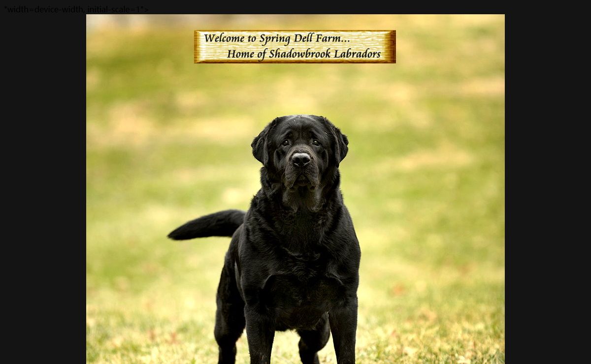 ~ Spring Dell Farm: Home of Shadowbrook Labradors - A New Jersey Labrador Retriever Breeder ~