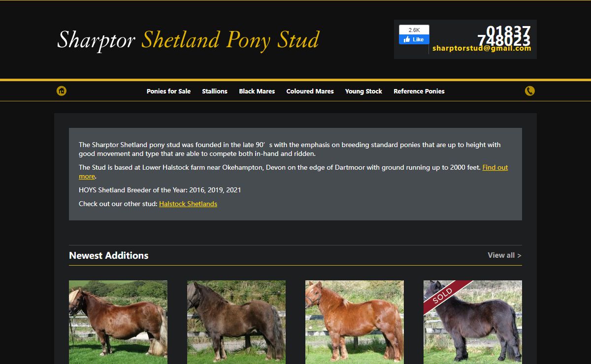 Sharptor Shetland Pony Stud - Standard Shetland Ponies