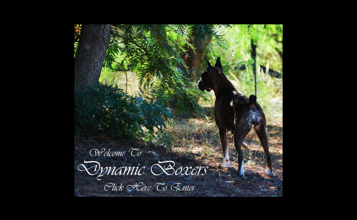 Welcome To Dynamic Boxers